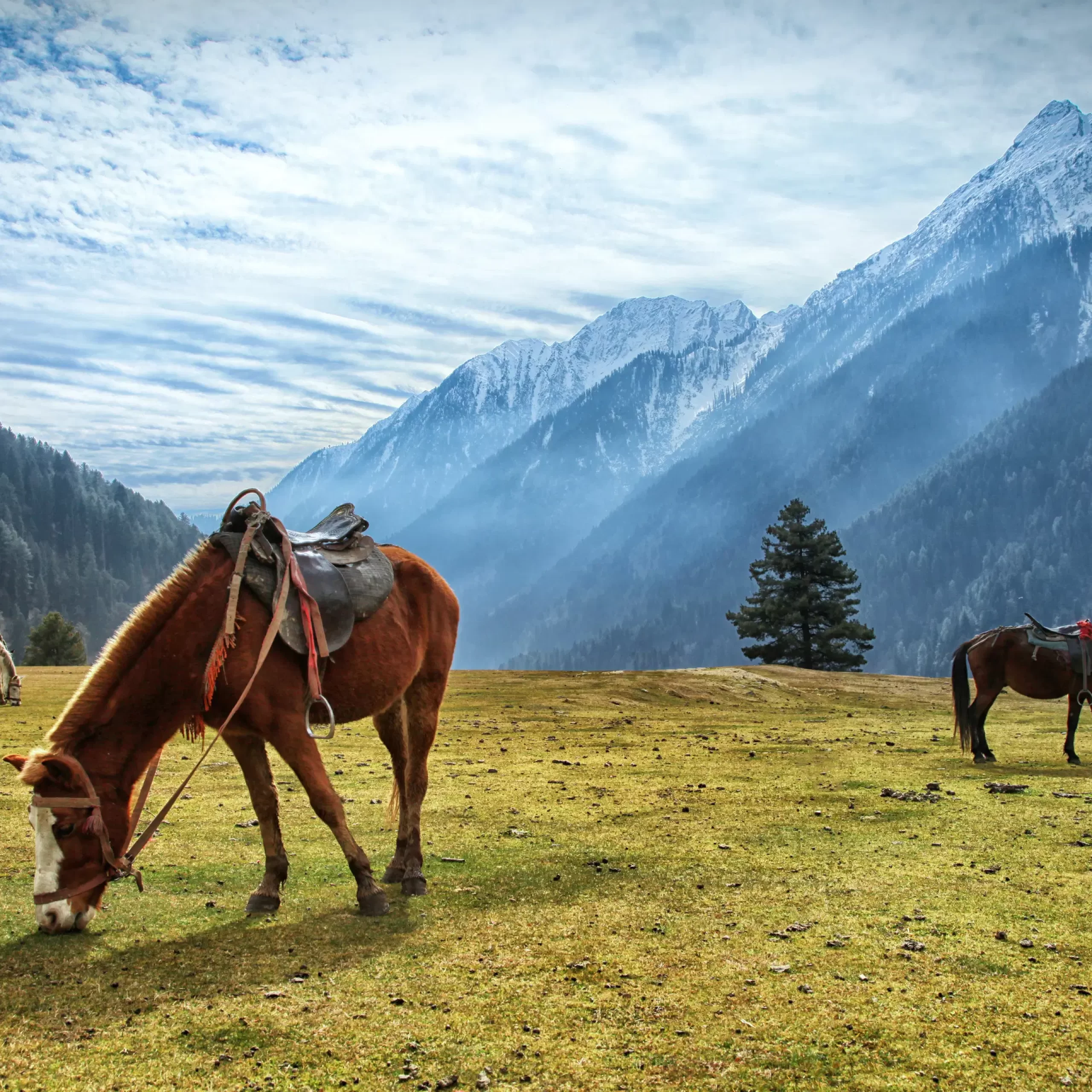 Day 3 : Pahalgam to Srinagar