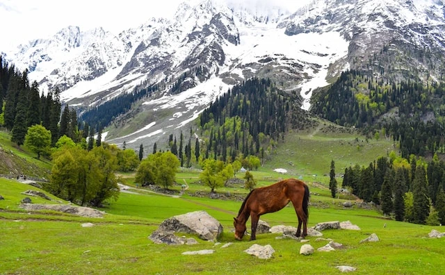 Sonmarg