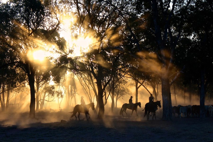 Horse Riding